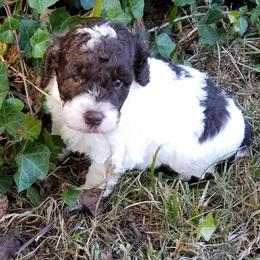 Labradoodle Puppies from Ocean View Labradoodles