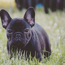French Bulldog Puppies from Epic French Bulldogs