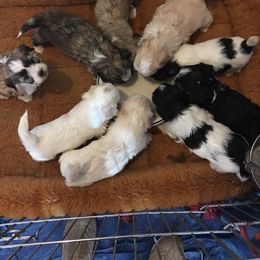 Havanese Puppies from Bedlem Havanese