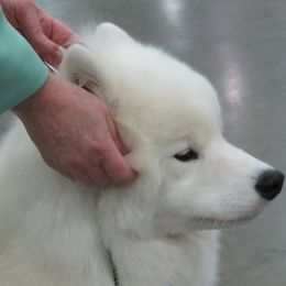 Samoyed Puppies from StormCloud Samoyeds