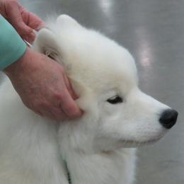 Samoyed Puppies from StormCloud Samoyeds