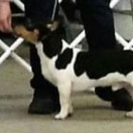 Boots - Teddy Roosevelt Terrier