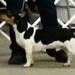 Boots - Teddy Roosevelt Terrier