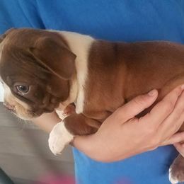 Boston Terrier Puppies from Willis Family Boston's