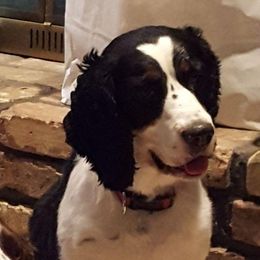 Ellie Mae - English Springer Spaniel