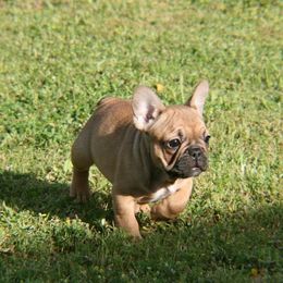 French Bulldog Puppies from Texas Top Notch Frechies