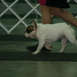 French Bulldog All Grown Up from Suirac French Bulldogs