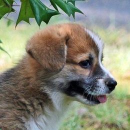 Dalarno Pembroke Welsh Corgis breeder of Cardigan Welsh Corgi