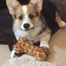 Pembroke Welsh Corgi Puppies from Cross Country Corgis