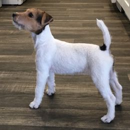 Jack Russell Terrier Puppies from Gem Dandy Jack Russell Terriers