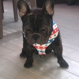 Tyron Lannister - French Bulldog