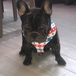 Tyron Lannister - French Bulldog