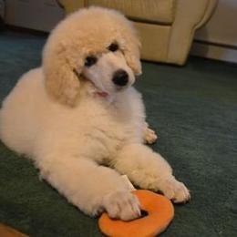 Standard Poodle Puppies from D and D Standard Poodles