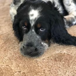 English Springer Spaniel Puppies from Rocky Mountain Springer Spaniels