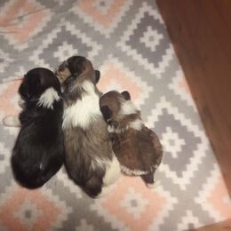 "Duke and Duchess 3rd litter Faith, Hope and Love" Great Dane and Shih Tzu Puppies from Empire Royalty and Majestic Dane