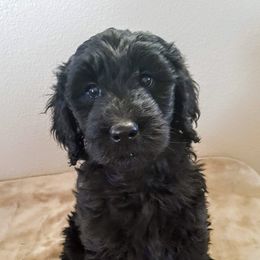 Goldendoodle Puppies from Bear Lake Bearded Retrievers
