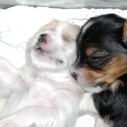 Biewer Terrier Puppies from Biewers von Lamel