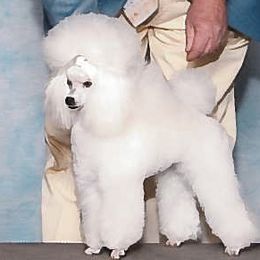 George - Poodle