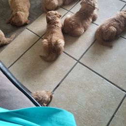 Golden Retriever Puppies from Marie