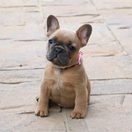 French Bulldog Puppies from Wasatch French Bulldogs