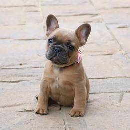 French Bulldog Puppies from Wasatch French Bulldogs