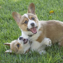 Pembroke Welsh Corgi Puppies from Half Hitch Corgis