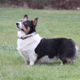Hobbs  - Pembroke Welsh Corgi