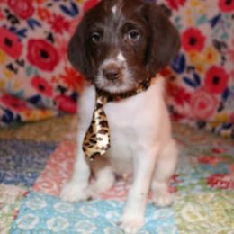 Labradoodle Puppies from Renee Cornish