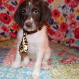 Labradoodle Puppies from Renee Cornish