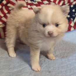 Joey - Cream male Pomeranian puppy in Pickton, Texas from Mandy's Precious Poms