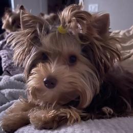 Coco - Yorkshire Terrier