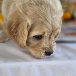 Bentley - Cream male Goldendoodle puppy in Arthur, Illinois from Perfect Pugs