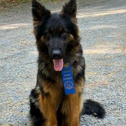 Greta - German Shepherd