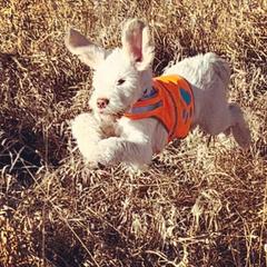 Spinone Italiano Puppies from Stella Del Nord Spinoni Italiani