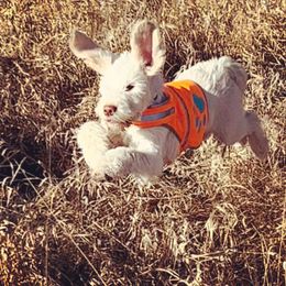 Spinone Italiano Puppies from Stella Del Nord Spinoni Italiani
