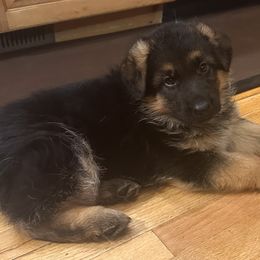 Xmas Girl 25 - Black and tan female German Shepherd puppy in Long Beach, Washington from Flood Farm German Shepherds