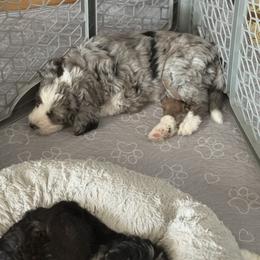 Bernedoodle, Cockapoo, and Goldendoodle Puppies from Avery Doodle Day LLC