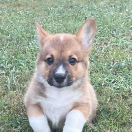 White boy - Red male Pembroke Welsh Corgi puppy in Adairsville, Georgia from R&R Corgis
