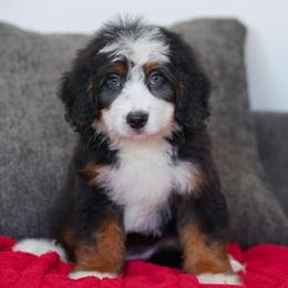 Infiniti - Tri-color female Bernedoodle puppy in Dundee, Ohio from Down Home Doodle