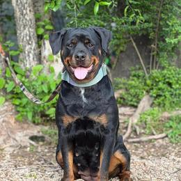 Rottweiler puppies from Wright Way Retrievers