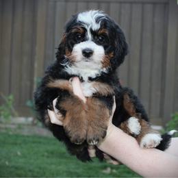 Muffin - Tri-color male Bernedoodle puppy in Eagle Mountain, Utah from Fur Real Puppies.