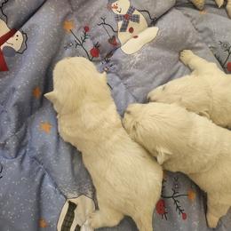 Boy 5 - White male West Highland White Terrier puppy in Hoschton, Georgia from AKC  Westie World