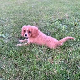 Cavalier King Charles Spaniel and Cavapoo Puppies from Northern’s Cute Cuddly Cava Poos and Cavaliers