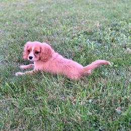 Cavalier King Charles Spaniel and Cavapoo Puppies from Northern’s Cute Cuddly Cava Poos and Cavaliers