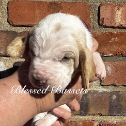 Zevra - Lemon and white female Basset Hound puppy in Bellaire, Ohio from Blessed Bassets