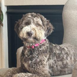 Mocha - Australian Labradoodle