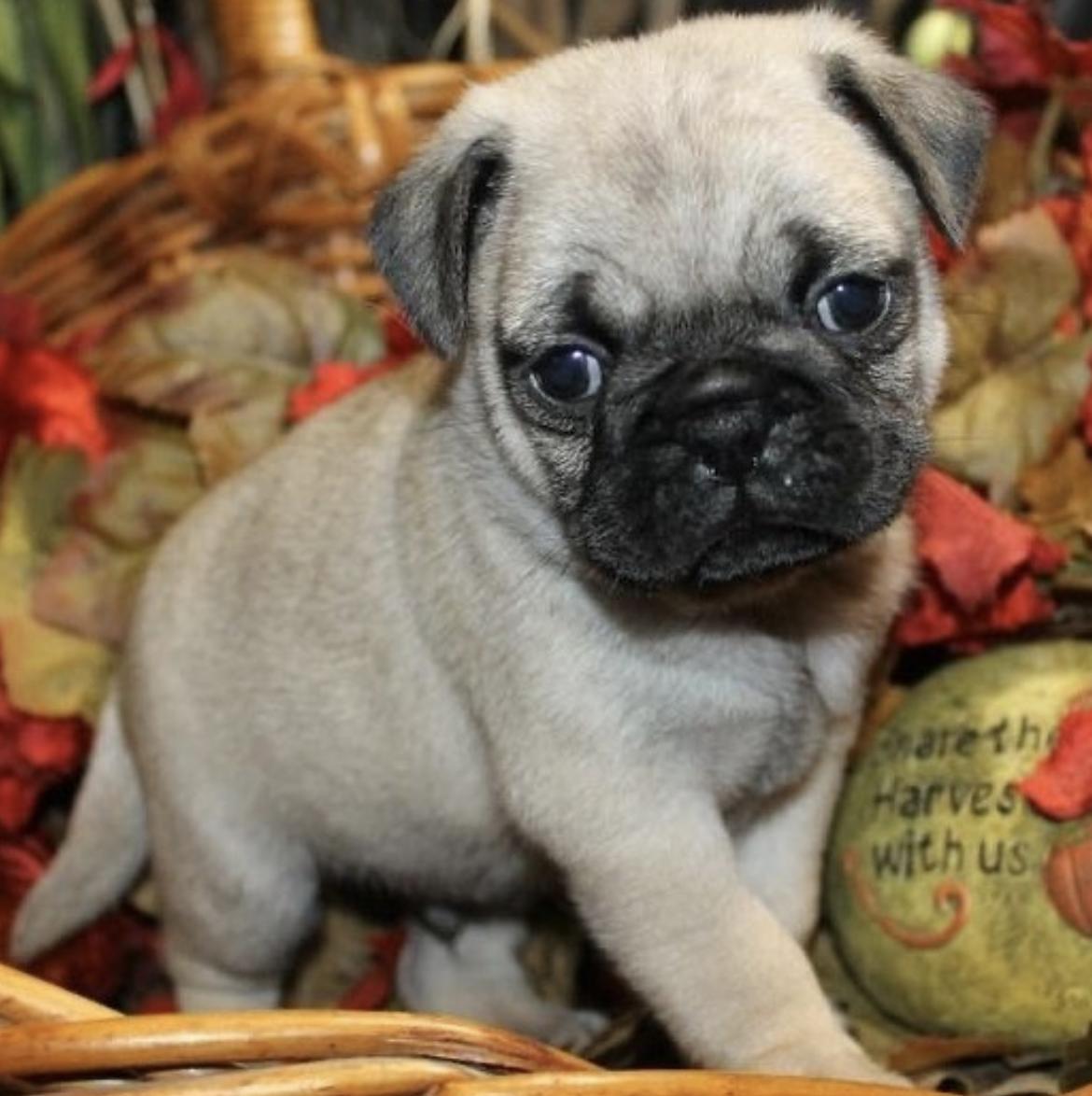 Pensacola Pugs in Florida | Pug puppies | Good Dog