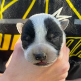 Boy 1 - Blue male Australian Cattle Dog puppy in Irvington, Kentucky from Dry Valley’s Australian Cattle Dogs