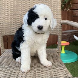 Sheepadoodle Puppies from Sunflower Family Farms