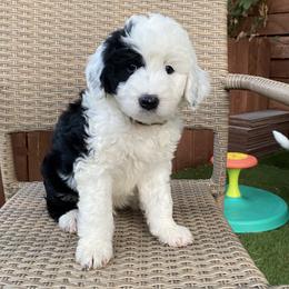 Sheepadoodle Puppies from Sunflower Family Farms